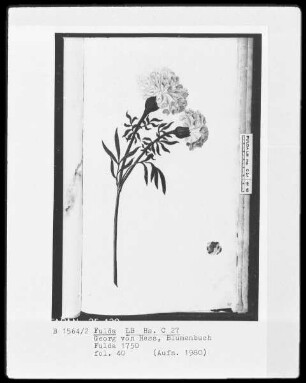 Georg Friedrich Heß, Blumenbuch — Eine Nelke, Folio 40recto