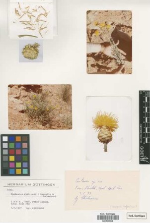 Centaurea ghahremanii Wagenitz & E.Esfandiari [type]