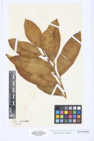 Cedro