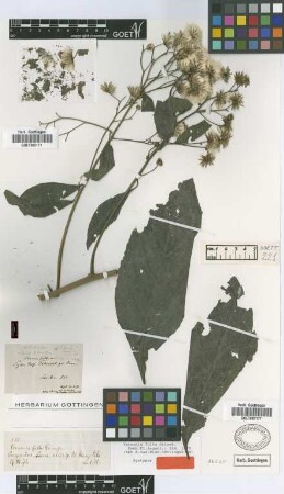 Vernonia fulta Griseb. [syntype]