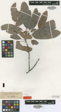 Mimusops schimperi Hochst. ex A.Rich. [syntype]