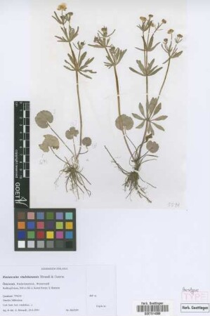 Ranunculus vindobonensis E. H&ouml;randl & W. Gutermann[paratype]