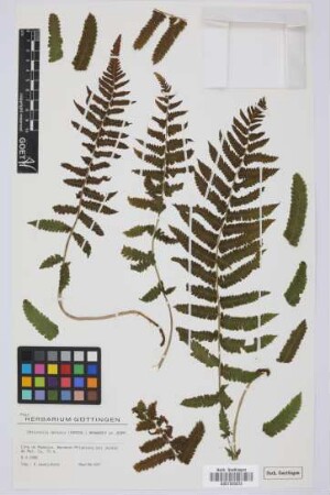 Christella dentata (Forsskal) Brownsey & Jermy