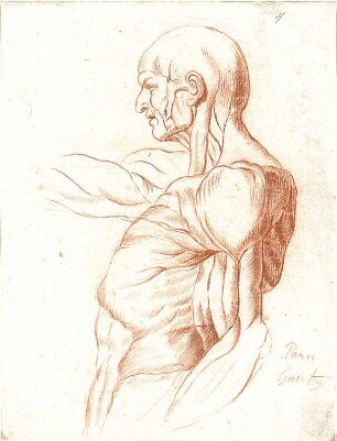 Gärtner, Andreas; Anatomiestudien - Studie