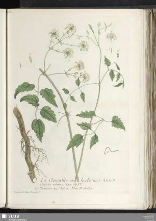 La Clematite ou herbe aux Geux