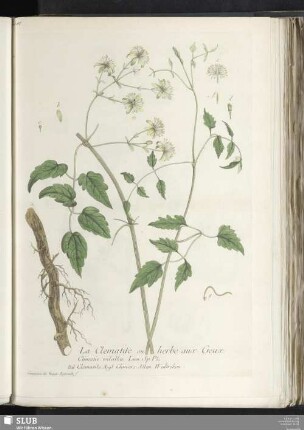 La Clematite ou herbe aux Geux