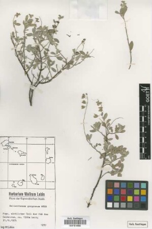 Helianthemum gorgoneum Webb