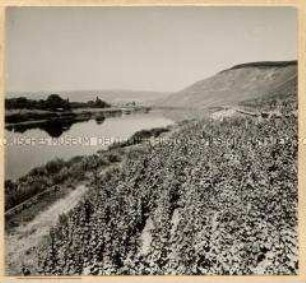 Longuich an der Mosel