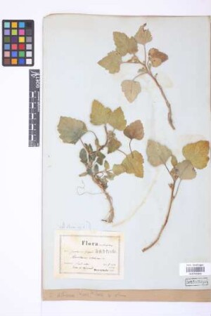 Xanthium albinum (Widder) Scholz