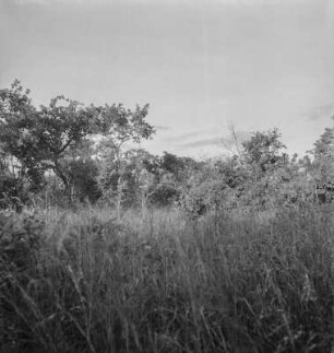 Obstgartensteppe : Steppengebiet mit lichtem Baum-, Gras- und Krautbewuchs