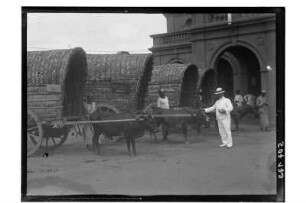 Ochsenkarren : Bangkok. Ochsenkarren, eventuell Festwagen mit Ochsen anlässlich des Geburtstags von König Rama V., 1909