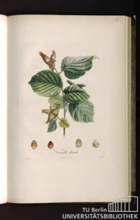 Pl. XVIII. Noisette franche.