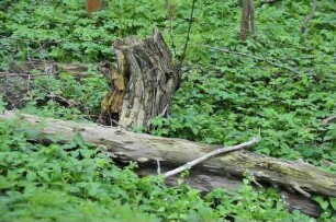 Harzvorland - Naturschutzgebiet : Abgestorbene Bäume liegen in einem Feuchtgebiet am Harzfluss Bode. Aufgenommen bei Neinstedt am 12. Mai 2010