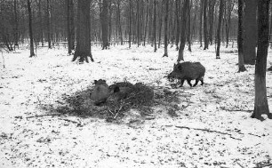 Wildschweine im Tierpark Oberwald.