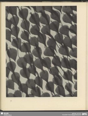 Schuppen auf einem Schmetterlingsflügel (Apollo). 200:1