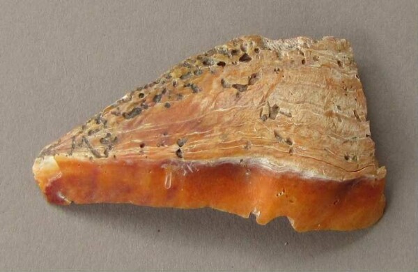 Mussel shell (fragment)