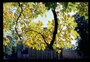 Glienicke Park 3.10.64.