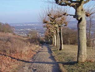 Reste der ehem. Zahnradbahn; Rüdesheim, Bischofsberg, Rheinstraße, Holzweg, Drachenstein, Auf dem Niederwald