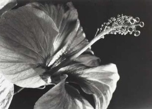 Hibiscus rosa-sinensis (Rosen-Eibisch/Roter Hibiscus)
