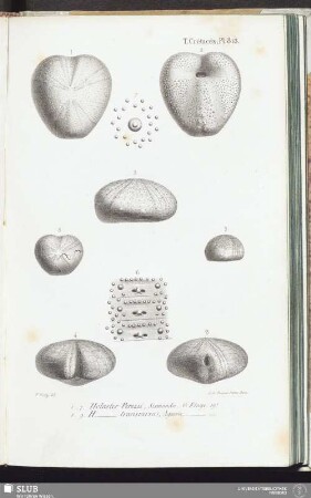 T. Crétacés, Pl. 813