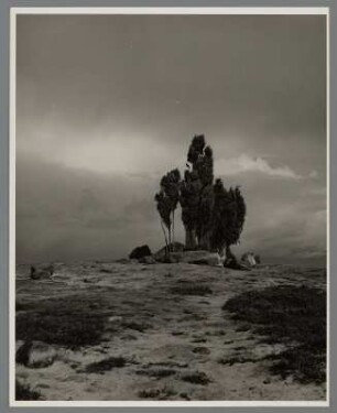 Wiese mit Baum