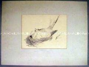 Vogel im Nest