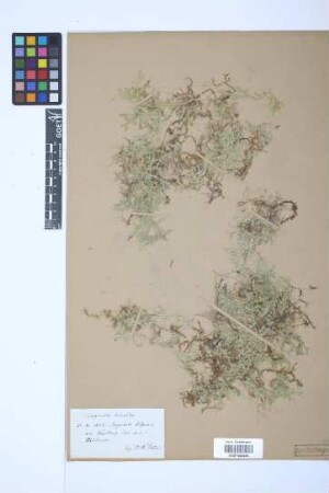 Selaginella helvetica (L.) Spring