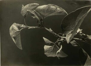 Fotos verschiedener Aristolochia-Arten