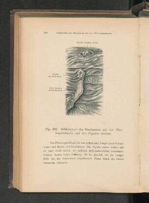 Fig. 309. Schleimhaut des Duodenums mit der Plica longitudinalis.