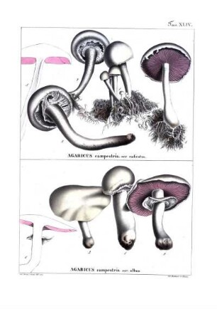 Tav. XLIV. Agaricus campestris: var. radicatus - Agaricus campestris. var, albus