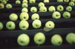 Fotografie: Gartenbautechnik-Freiland, Nacherntetechnik, Aufbereitung