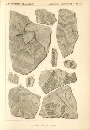 Schenk, Fossile Flora