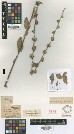 Verbascum undulatum Lam. var. Griseb. integrifolium