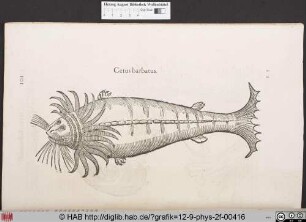 Cetus barbatus.