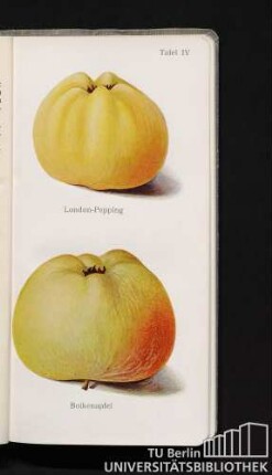 Tafel IV. London-Pepping und Boikenapfel.