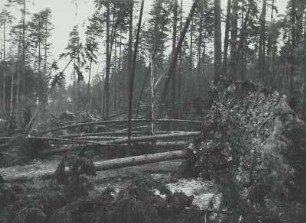 Moritzburg-Radeberger Platte: Massenei bei Arnsdorf. Starke Sturmschäden im Kiefern- und Fichtenstangenbestand 4.VII.1929