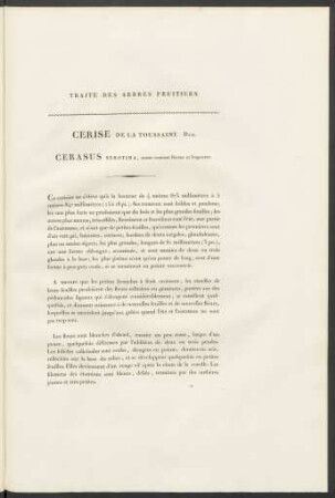 Cerisier De La Toussaint. Duh. Cerasus Serotina ...