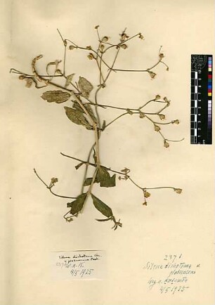 Caryophyllaceae Silene Post, George E., George E. Post, M.D. D.D.S., LL.D. Late Professor of Natuarl Sciences of the American Universtity of Beirut [Katamon]