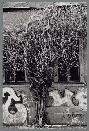 Kletterpflanze, wuchernd an einer Hauswand, Halle (Saale)