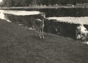 London. Hampton Court Palace. Park, Damhirschkuh