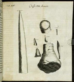 Tab. XIV. Classis XIII. Anomala.