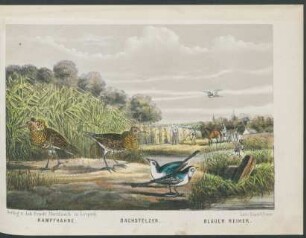 Tafel: Kampfhahne, Bachstelzen, Blauer Reiher.