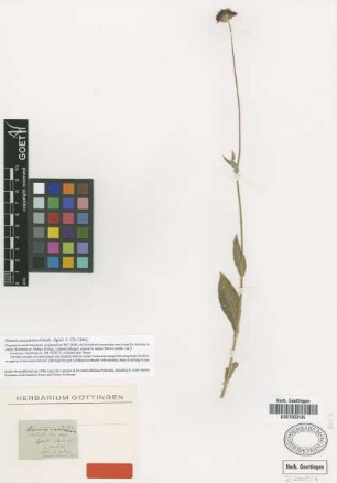 Knautia macedonica Griseb. [lectotype]