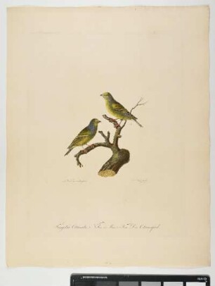 Fringilla Citrinella. Nobis. 1. Mas. 2. Fem. Der Citronenfink. - Zitronengirlitz. Carduelis citrinella. Männchen. Weibchen. - Zeichner: Johann Mathias Hergenröder; Stecher: Johann Carl Bock