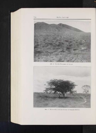 Abb. 14 Divi-divi-Pflanzunen auf Curacao Abb. 15 Divi-divi-Baum auf einer Savanne in Venezuela (Bolivar).