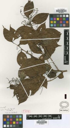 Thibaudia latifolia Griseb. [type]