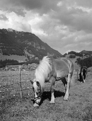 Tiere. Pferde auf der Weide