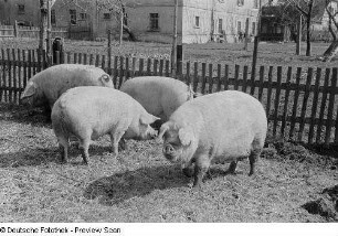 Schweine im Freigehege