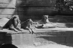 Löwen im Zoo