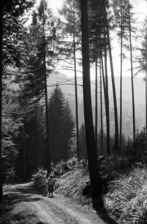 Malterdingen: Waldweg im Muckental